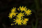 Roundleaf ragwort